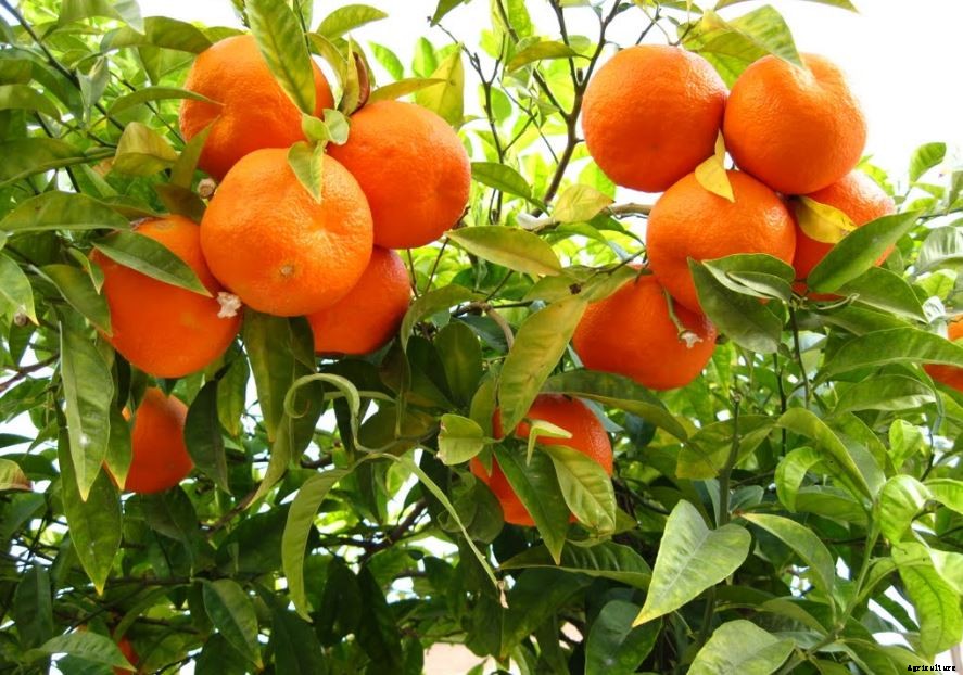 Orange Farming Techniques Cultivation and Plant Guide