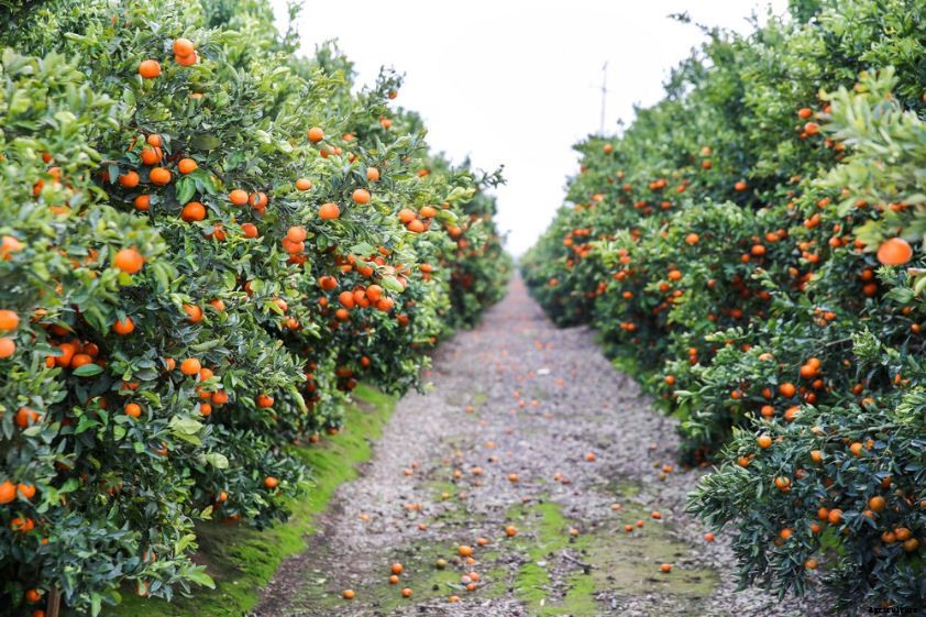 Orange Farming Techniques Cultivation and Plant Guide