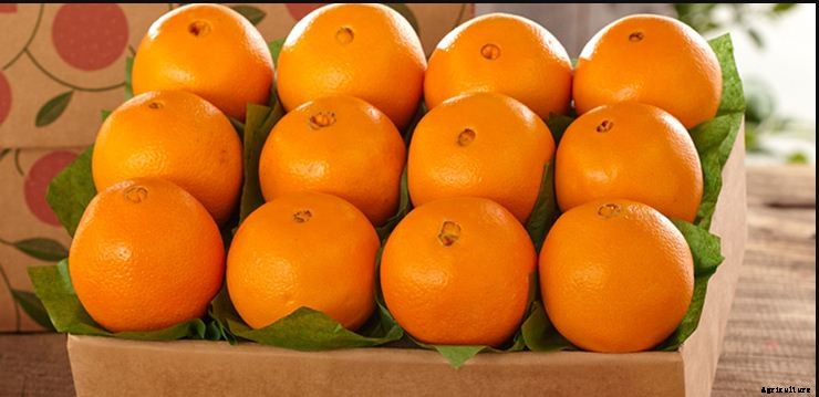 Orange Farming Techniques Cultivation and Plant Guide