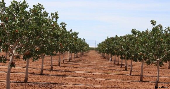 Orange Farming Techniques Cultivation and Plant Guide