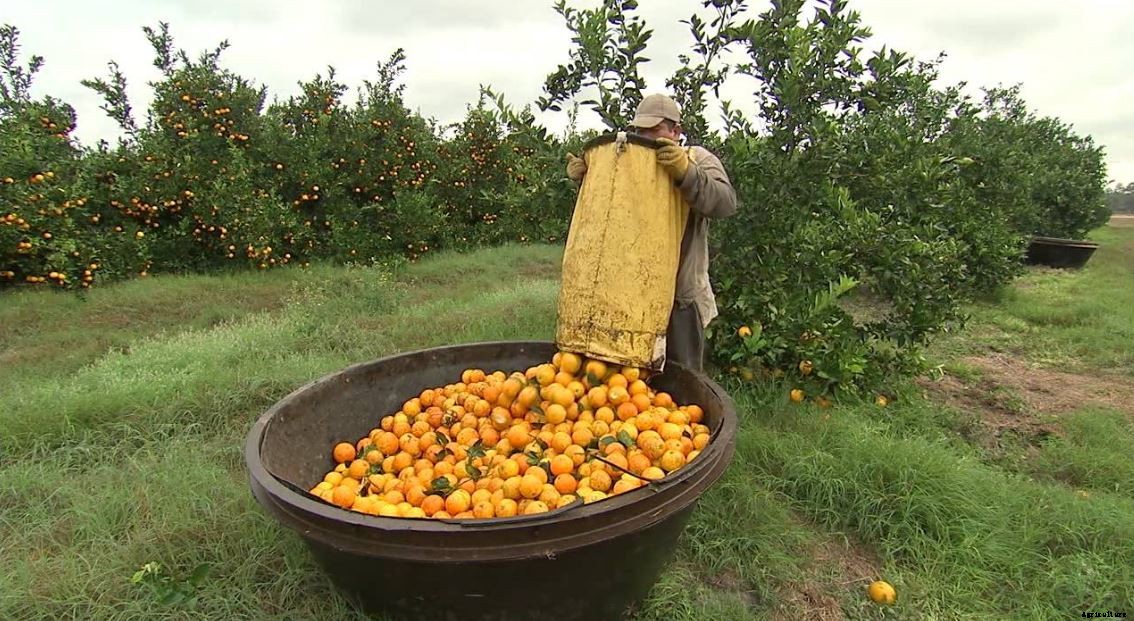 Orange Farming Techniques Cultivation and Plant Guide