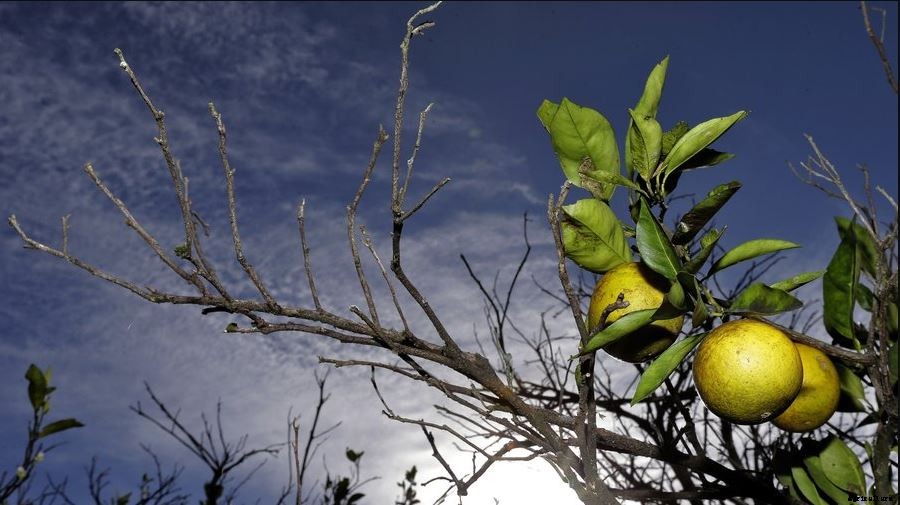 Orange Farming Techniques Cultivation and Plant Guide