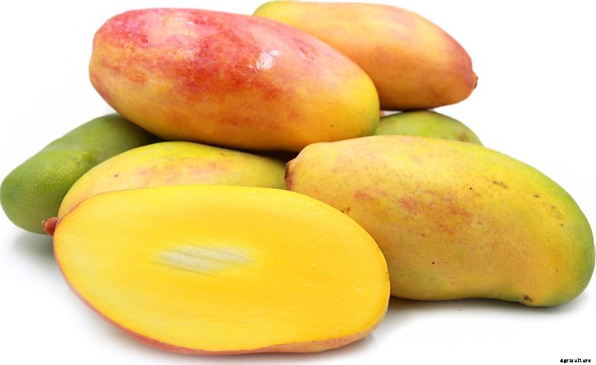 Mango Farming Production Guide, Profit and Tips