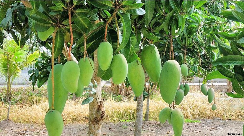 Mango Farming Production Guide, Profit and Tips