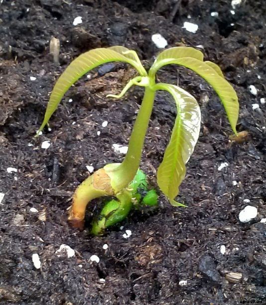 Mango Farming Production Guide, Profit and Tips