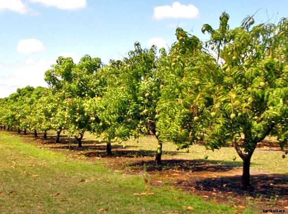 Mango Farming Production Guide, Profit and Tips