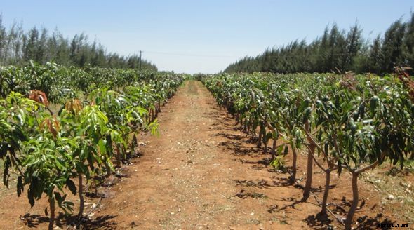 Mango Farming Production Guide, Profit and Tips