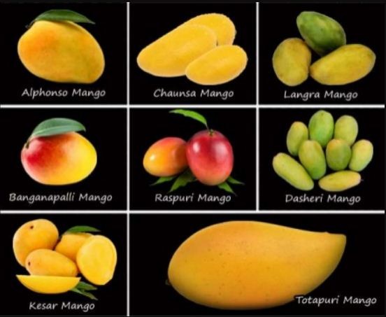 Mango Farming Production Guide, Profit and Tips