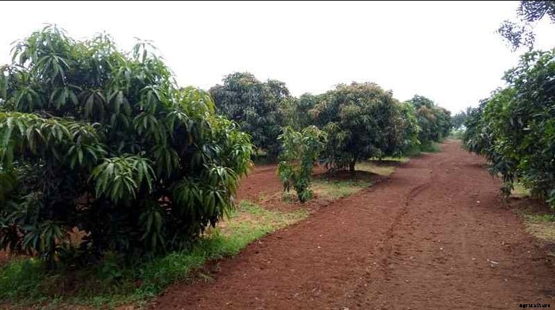 Mango Farming Production Guide, Profit and Tips