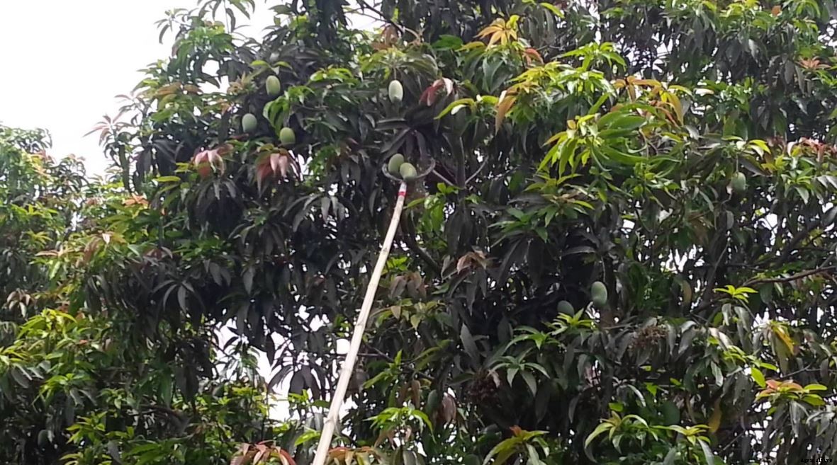 Mango Farming Production Guide, Profit and Tips