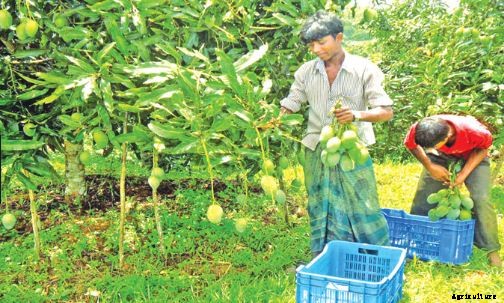 Mango Farming Production Guide, Profit and Tips