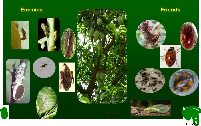 Mango Farming Production Guide, Profit and Tips