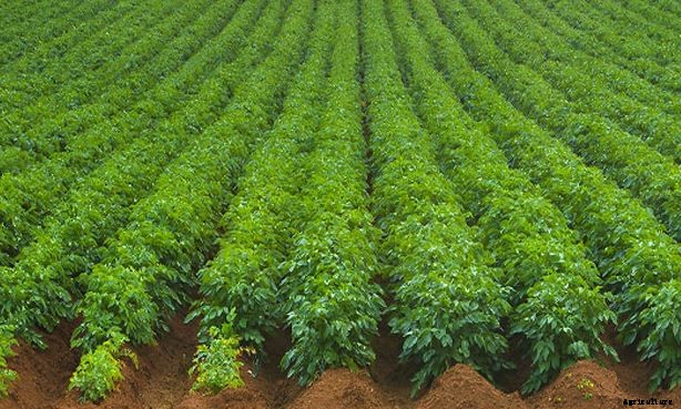 Organic Farming; Method, Advantages & Negatives Aspects