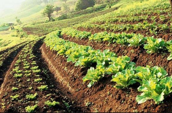 Organic Farming; Method, Advantages & Negatives Aspects