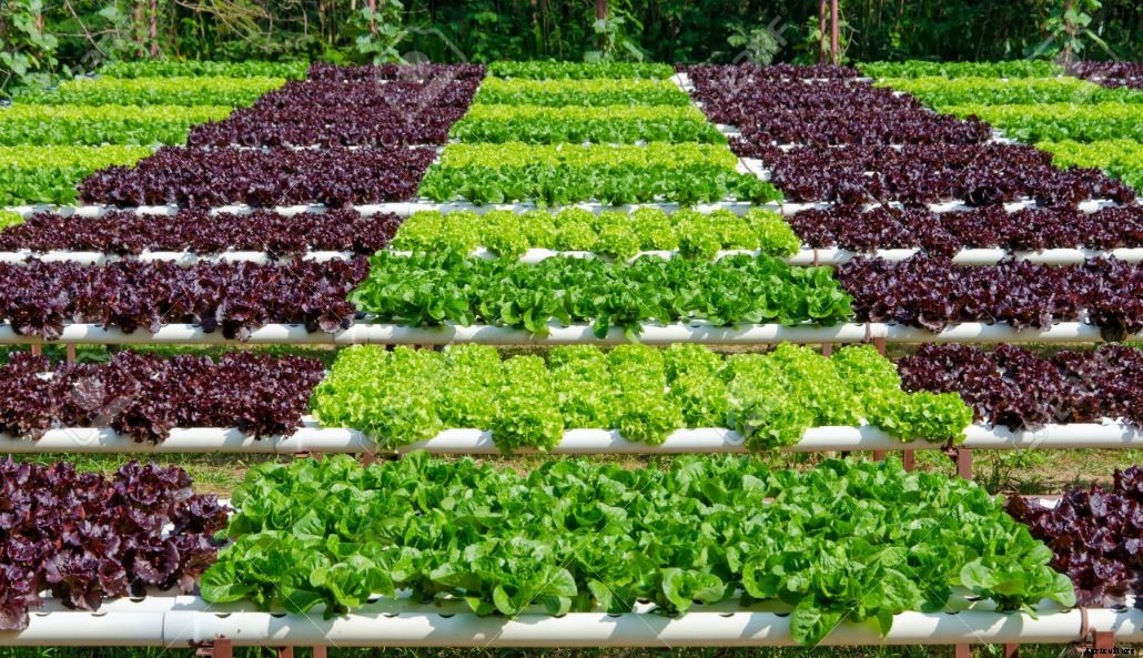 Organic Farming; Method, Advantages & Negatives Aspects