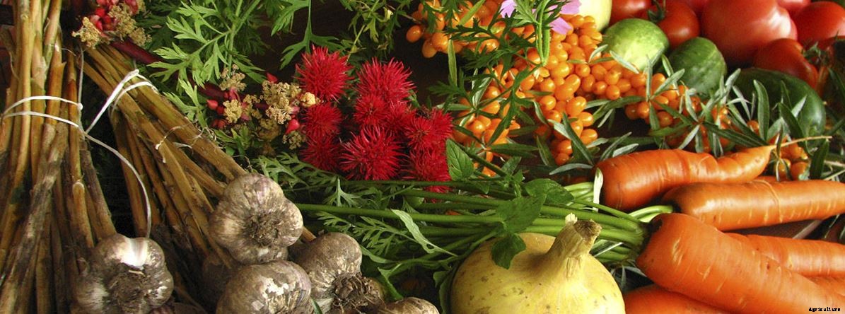 Organic Farming; Method, Advantages & Negatives Aspects