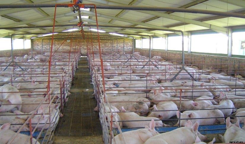 How to Start Pig Farming Business Plan In India With Videos