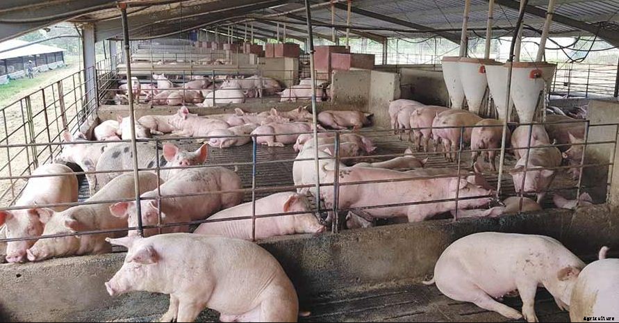 How to Start Pig Farming Business Plan In India With Videos