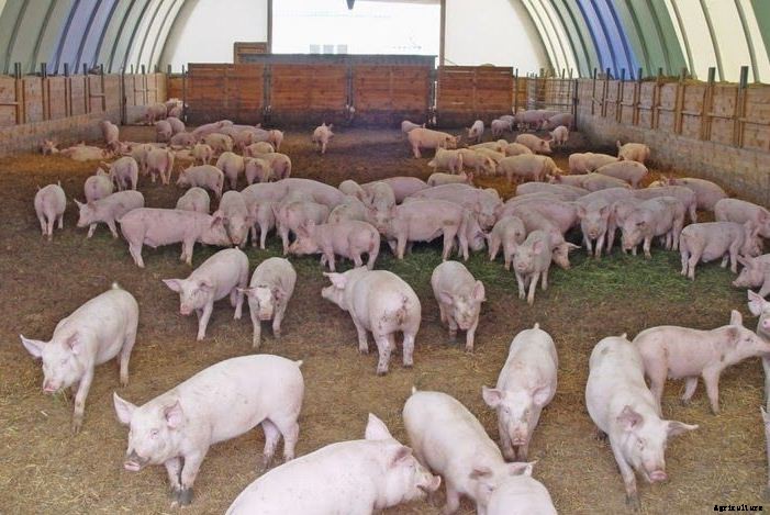How to Start Pig Farming Business Plan In India With Videos
