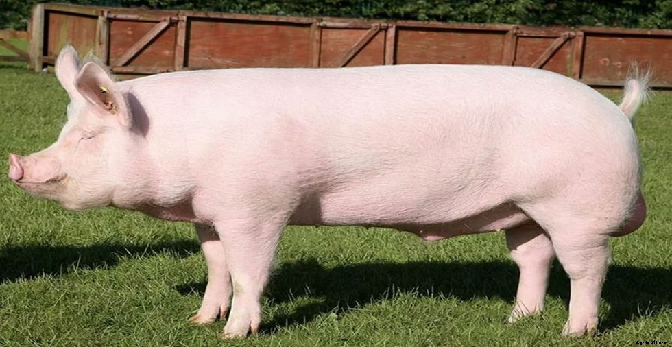 How to Start Pig Farming Business Plan In India With Videos