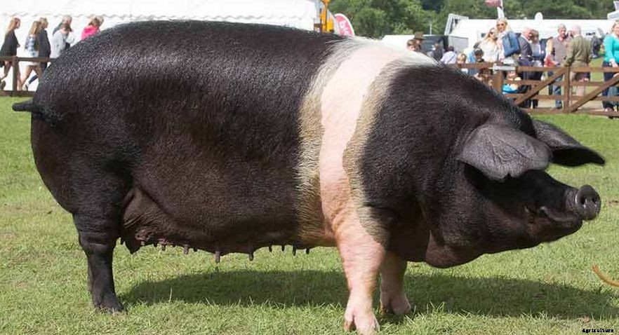 How to Start Pig Farming Business Plan In India With Videos