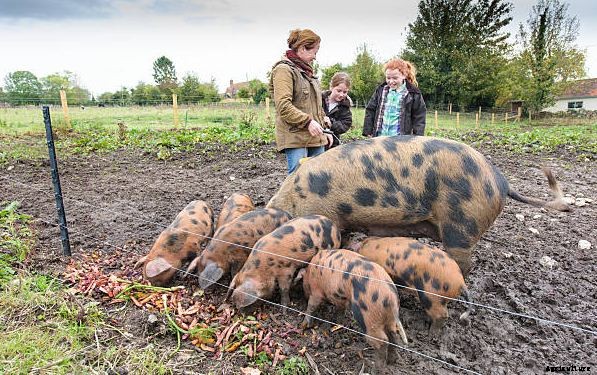 How to Start Pig Farming Business Plan In India With Videos