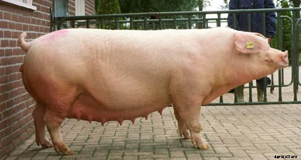 How to Start Pig Farming Business Plan In India With Videos