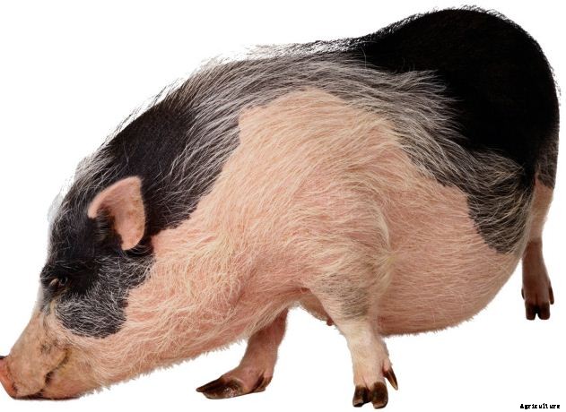 How to Start Pig Farming Business Plan In India With Videos