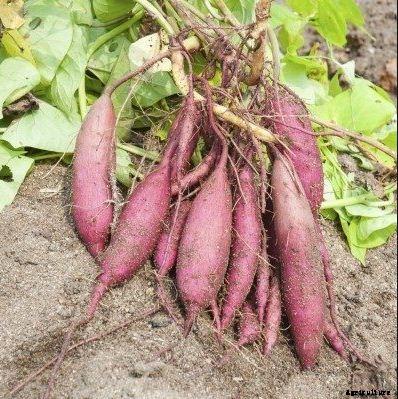 Sweet Potato Farming Guide & Information for Beginners