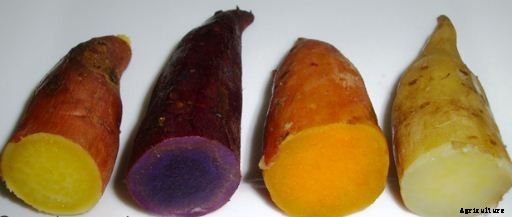 Sweet Potato Farming Guide & Information for Beginners