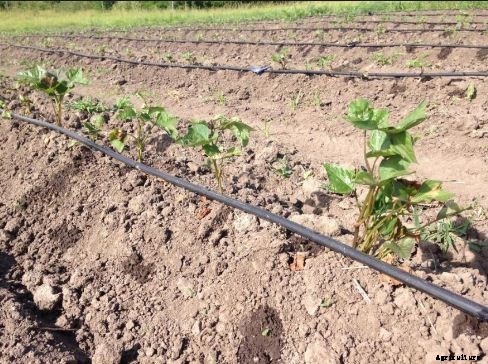 Sweet Potato Farming Guide & Information for Beginners