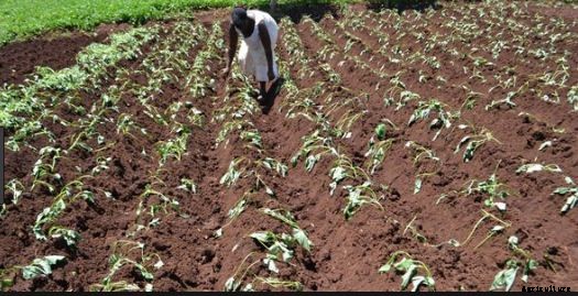 Sweet Potato Farming Guide & Information for Beginners