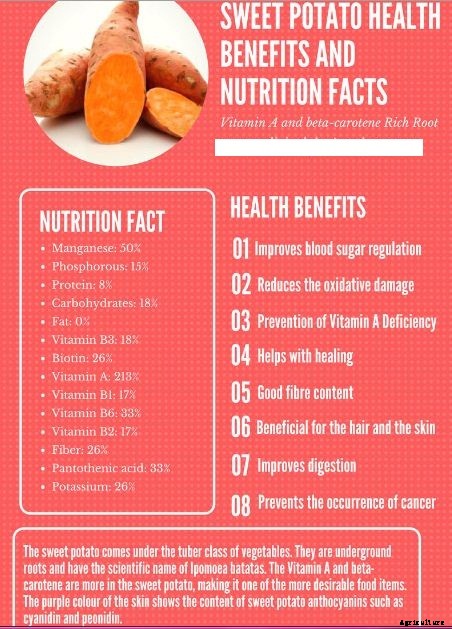 Sweet Potato Farming Guide & Information for Beginners