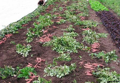 Sweet Potato Farming Guide & Information for Beginners