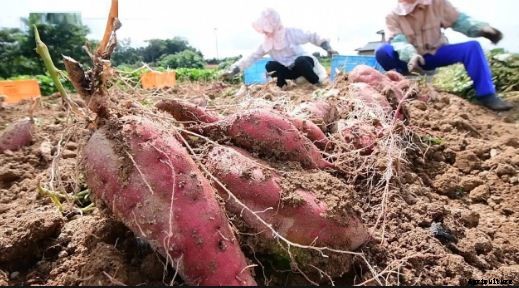 Sweet Potato Farming Guide & Information for Beginners