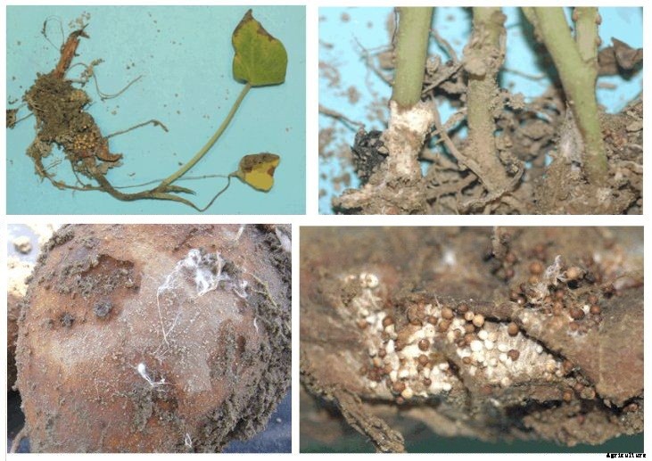 Sweet Potato Farming Guide & Information for Beginners