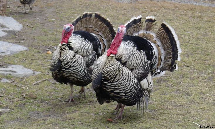 How to Raise Turkey Birds for Meat? A Guide to Turkey Farming