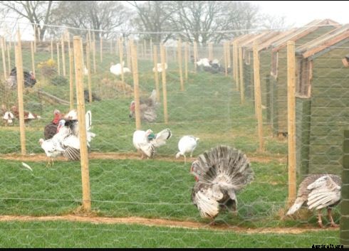 How to Raise Turkey Birds for Meat? A Guide to Turkey Farming