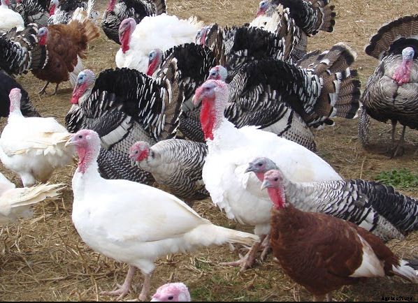 How to Raise Turkey Birds for Meat? A Guide to Turkey Farming