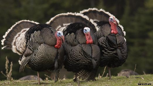 How to Raise Turkey Birds for Meat? A Guide to Turkey Farming