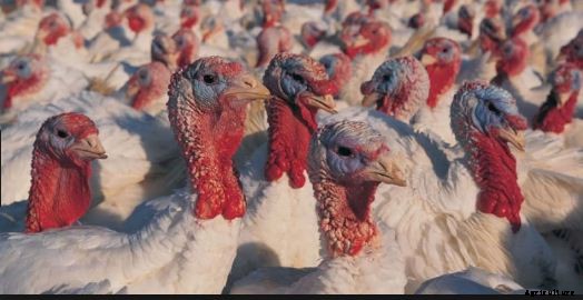 How to Raise Turkey Birds for Meat? A Guide to Turkey Farming