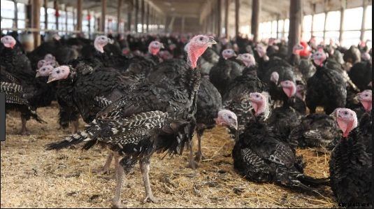 How to Raise Turkey Birds for Meat? A Guide to Turkey Farming