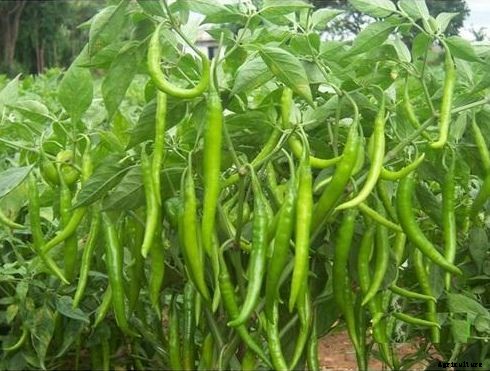 Chilli Farming & Cultivation Process With Business Plan