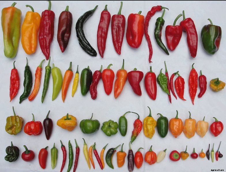 Chilli Farming & Cultivation Process With Business Plan