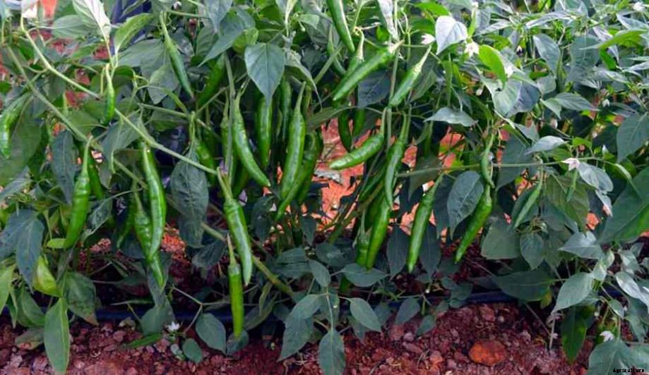 Chilli Farming & Cultivation Process With Business Plan