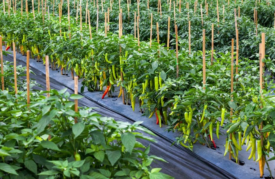 Chilli Farming & Cultivation Process With Business Plan