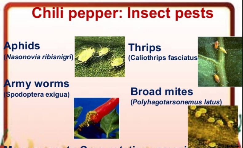 Chilli Farming & Cultivation Process With Business Plan