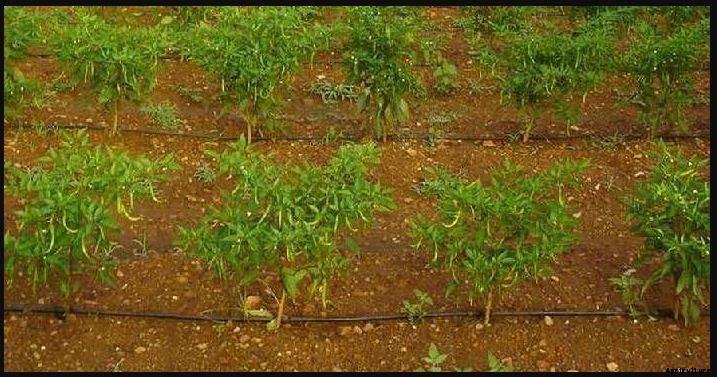 Chilli Farming & Cultivation Process With Business Plan