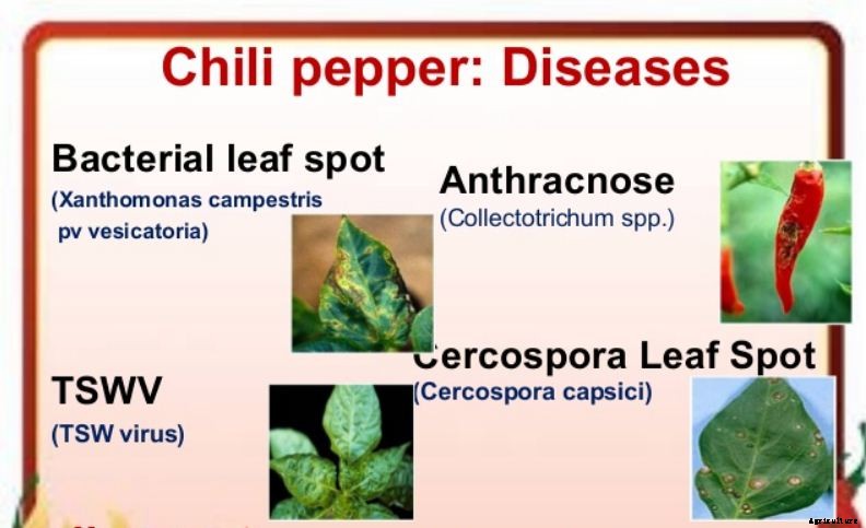 Chilli Farming & Cultivation Process With Business Plan