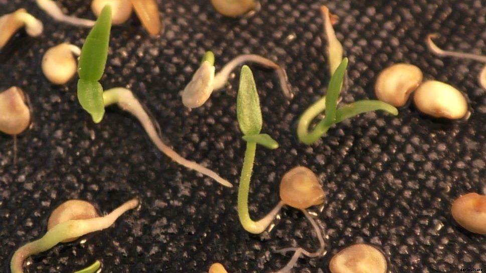 Chilli Farming & Cultivation Process With Business Plan